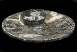 Lot: -/ Round Fossil Stoneware - Pieces #78024-2